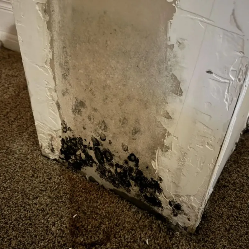 Professional Mold Removal in New Britain, CT